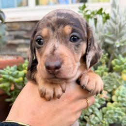 Mr Pickles the chocolate dapple - Dapple male Dachshund puppy in El Cajon, California from Lisa Buxton