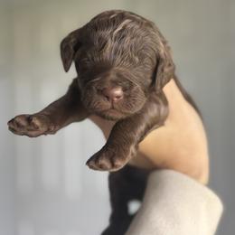 Snickers - Chocolate female Goldendoodle puppy in Waterford, California from Alvdoodles
