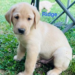 Ridge - Yellow male Labrador Retriever puppy in Rock Hill, South Carolina from North Star Retrievers