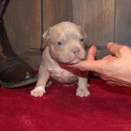 Carhart - Lilac tri-color male American Bully puppy in Orlinda, Tennessee from SimplyBullies