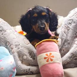 Shania - Black and tan female Dachshund puppy in Austin, Texas from Glorious Minis