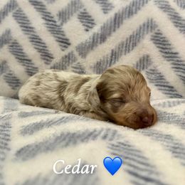Cedar - Dapple male Dachshund puppy in Aiken, South Carolina from State Eight Dachshunds