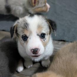 Blue merle tri girl - Blue merle and white female American Corgi puppy in Loretto, Kentucky from Duncan's Border Collies and Corgis