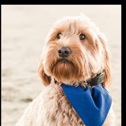 Rey - Goldendoodle