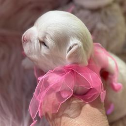 Pearl - Fawn and white female Chihuahua puppy in Brooksville, Florida from Daystars Chihuahuas