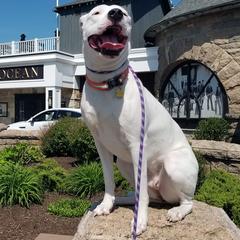 Dogo Argentinos from Pack Logic K9