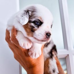 Australian Shepherd Puppies from Caramel Bliss Kennel - East Coast Aussies