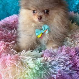 Simba - Chocolate merle male Pomeranian puppy in Gainesville, Texas from Pomtastic Pomeranians