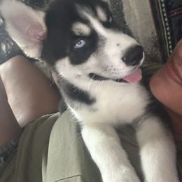 Siberian Husky Puppies from The Rulon Den