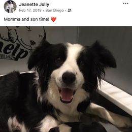 Border Collie Puppies from Jollypaws Border Collies