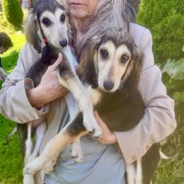 Domino Female - Cream female Afghan Hound puppy in Carlisle, Pennsylvania from Winterberry Afghan Hounds