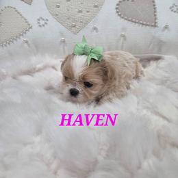 Haven - Gold and white female Shih Tzu puppy in Molino, Florida from 1st Passion Shih Tzus