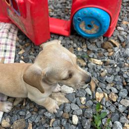 Striker - Piebald male Dachshund puppy in Tahlequah, Oklahoma from Love Some Dogs Dachshunds & Cavalier King Charles Spaniels,Cavapoos