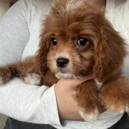 Poppy (female - blue collar) - Red female Cavapoo puppy in Gilbert, Arizona from Azteddybeardoodles