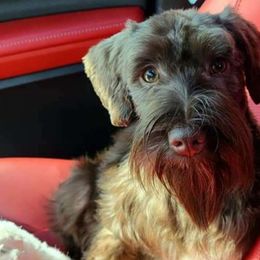 Bibi - Miniature Schnauzer
