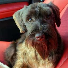 Bibi - Miniature Schnauzer