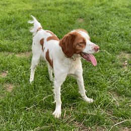Brittanys from Winding Branch Kennel