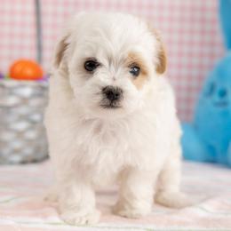 Dolly - White female Maltipoo puppy in Salt Lake City, Utah from Marlene's Doodles