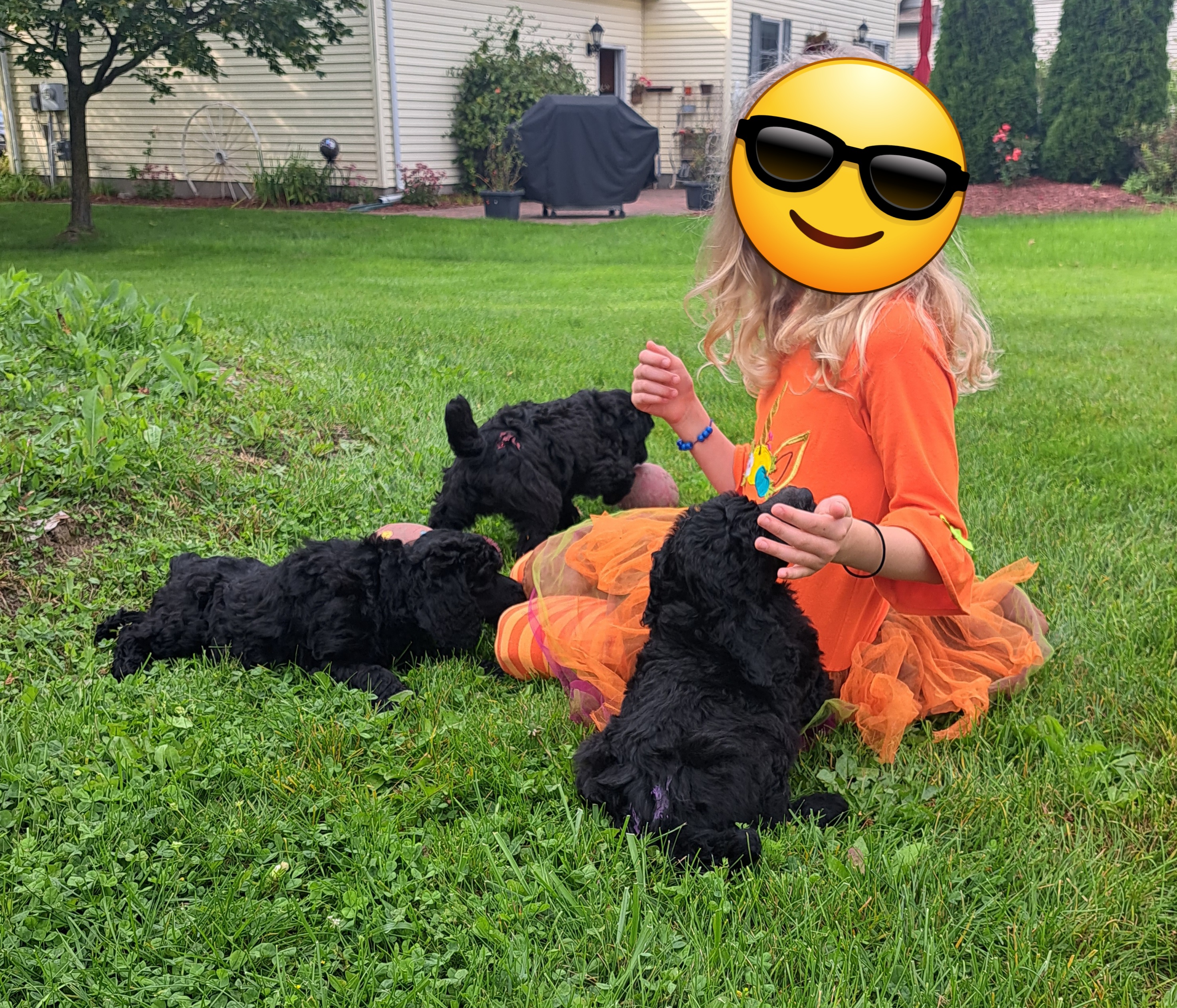 Poodle Puppies from Floyd B Poodle