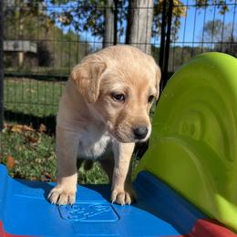 Moira (Smith) - Yellow female Labrador Retriever puppy in Alger, Ohio from Osborne Family Retrievers