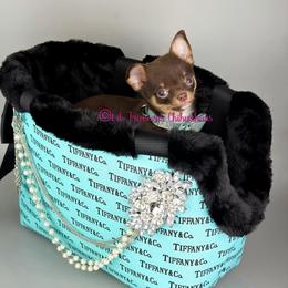 Invincible - Chocolate and tan male Chihuahua puppy in Anderson, South Carolina from Lil Treasures Chihuahuas