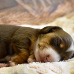 Wyatt AKC - Piebald male Dachshund puppy in De Land, Florida from Pretty Painted Mini Doxies