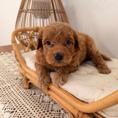Wake - Red male Aussiedoodle puppy in North Royalton, Ohio from Johnson's Doodles