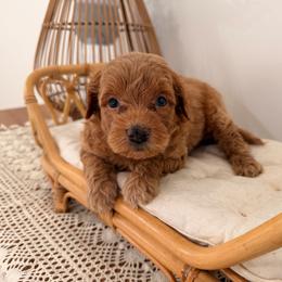 Wake - Red male Aussiedoodle puppy in North Royalton, Ohio from Johnson's Doodles