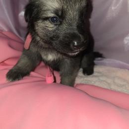 Shiloh Shepherd Puppies from Heritage Shilohs
