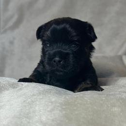 Miss Piggy - Black and tan female Yorkshire Terrier puppy in Goode, Virginia from Glass Hill Yorkies