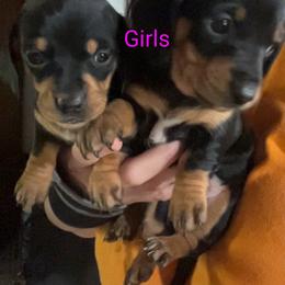 Biewer Terrier and Dachshund Puppies from My Forever Baby Yorkies