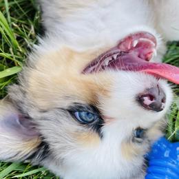 Miniature Australian Shepherd Puppies from True Spirited Aussies