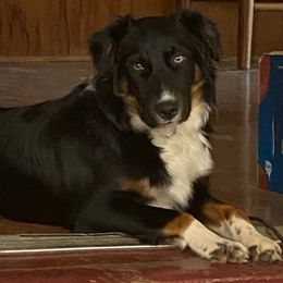 Sadie - Miniature Australian Shepherd