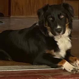 Sadie - Miniature Australian Shepherd