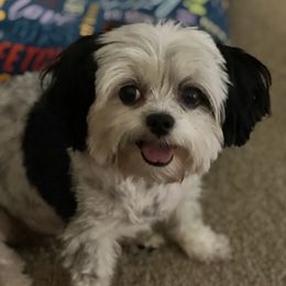 Shih Tzus from Mia Shih Tzus