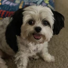 Shih Tzus from Mia Shih Tzus