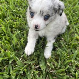 Toy Australian Shepherd Puppies from Toy Aussies of Kingwood