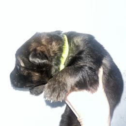 Jaden - Sable female German Shepherd puppy in Winterport, Maine from Vom Stevens Old Fashioned German Shepherds