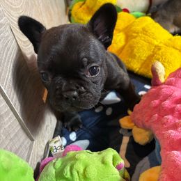 Maple - French Bulldog puppy from Mimosa Acres French Bulldogs LLC