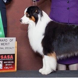 Australian Shepherds from Crofton Australian Shepherds