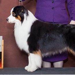 Australian Shepherds from Crofton Australian Shepherds