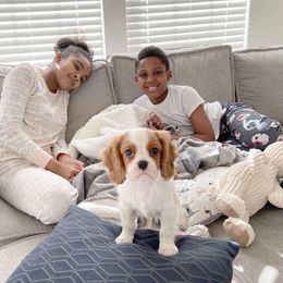 Cavalier King Charles Spaniel Puppies from CK Cavaliers