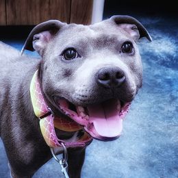 Jett - Staffordshire Bull Terrier