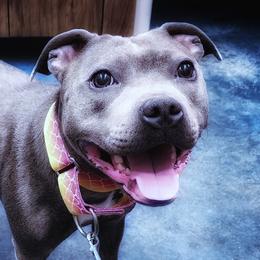Jett - Staffordshire Bull Terrier