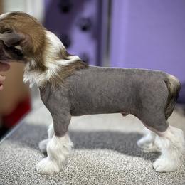 Slate Hairy Hairless Boy - Slate male Chinese Crested puppy in Tomball, Texas from Gracieux Chinese Cresteds