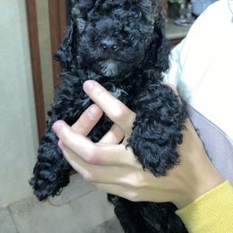 Cavapoo and Poodle Puppies from Happy Tails Poods and Doods