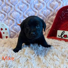 5th pick Black Male - Black male Labrador Retriever puppy in Farmington, Missouri from Granite Creek Kennel