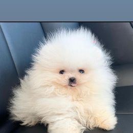 Pomeranian Puppies from Pommies of LA
