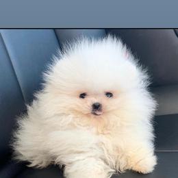 Pomeranian Puppies from Pommies of LA