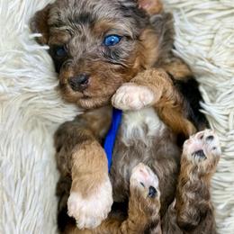 Blue collar boy - Blue merle male Bernedoodle puppy in Crete, Illinois from Plum Valley Pups